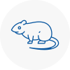 Rat Control Kilsyth