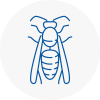 Kilsyth Wasp Nest Removal